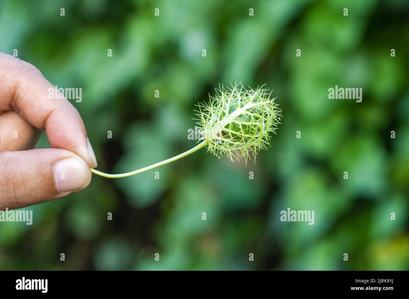 Tenendo una passiflora foetida giovane frutta con due dita su fondo bokeh primo piano Foto Stock