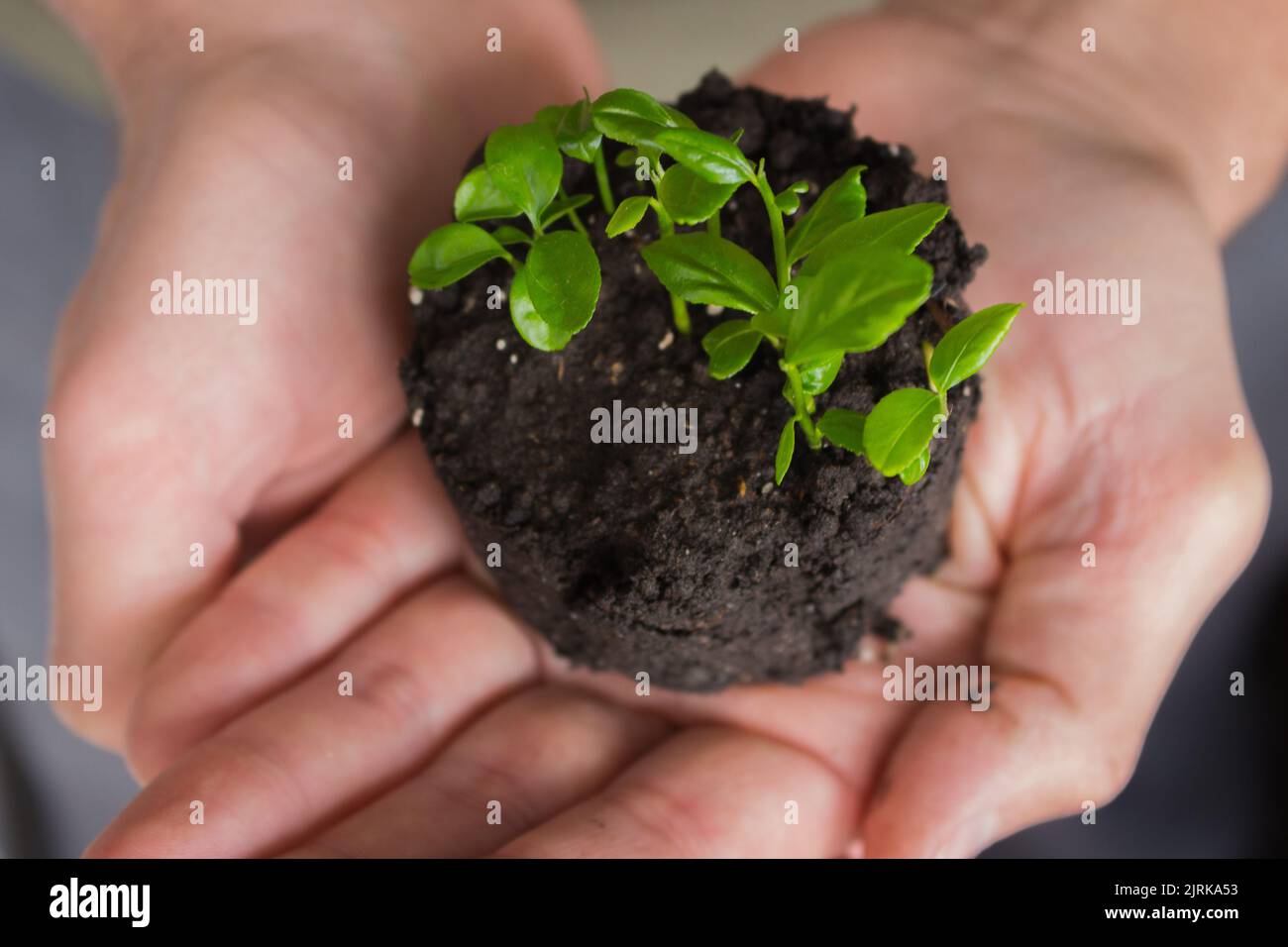 Piccola pianta verde in mani. Concetto di crescita. Piante crescenti. Contesto agricolo. Mani che si prendono cura di piante molto piccole. Foto Stock
