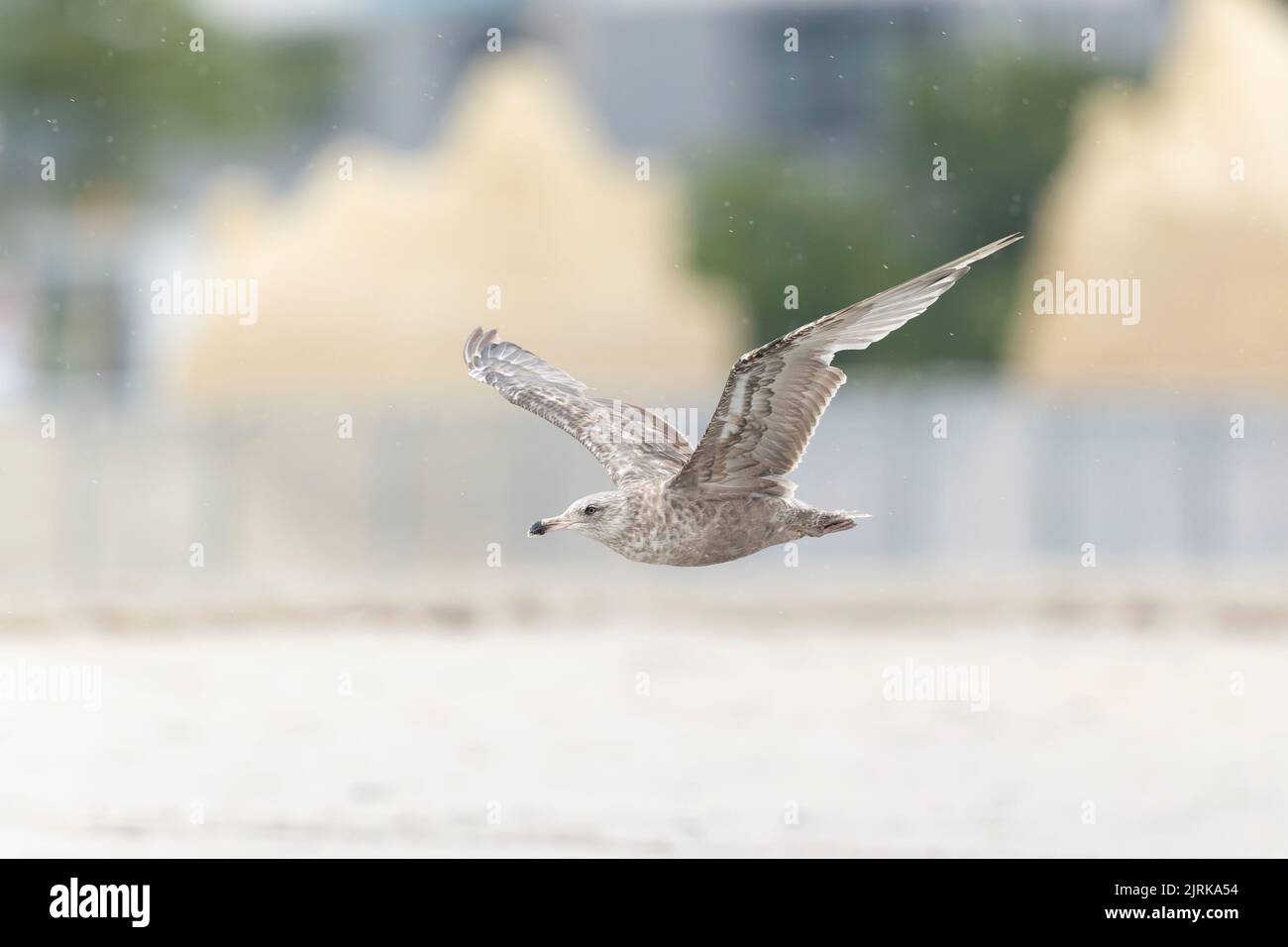 Un gabbiano americano di aringa (Larus smithsonianus) che sorvola la spiaggia di Revere. Foto Stock