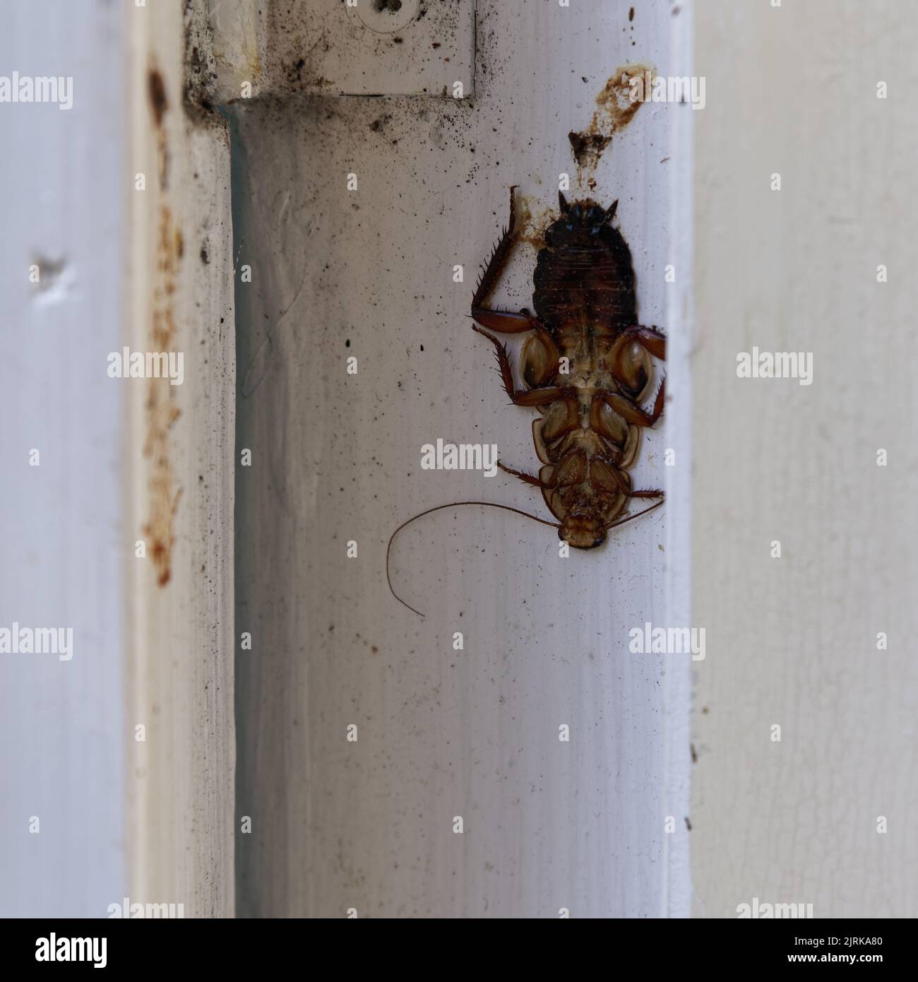 Un gisborne scarafaggio ha scelto un posto difettoso per dormire ed è stato accidentalmente schiacciato quando qualcuno ha aperto e chiuso la finestra. Foto Stock