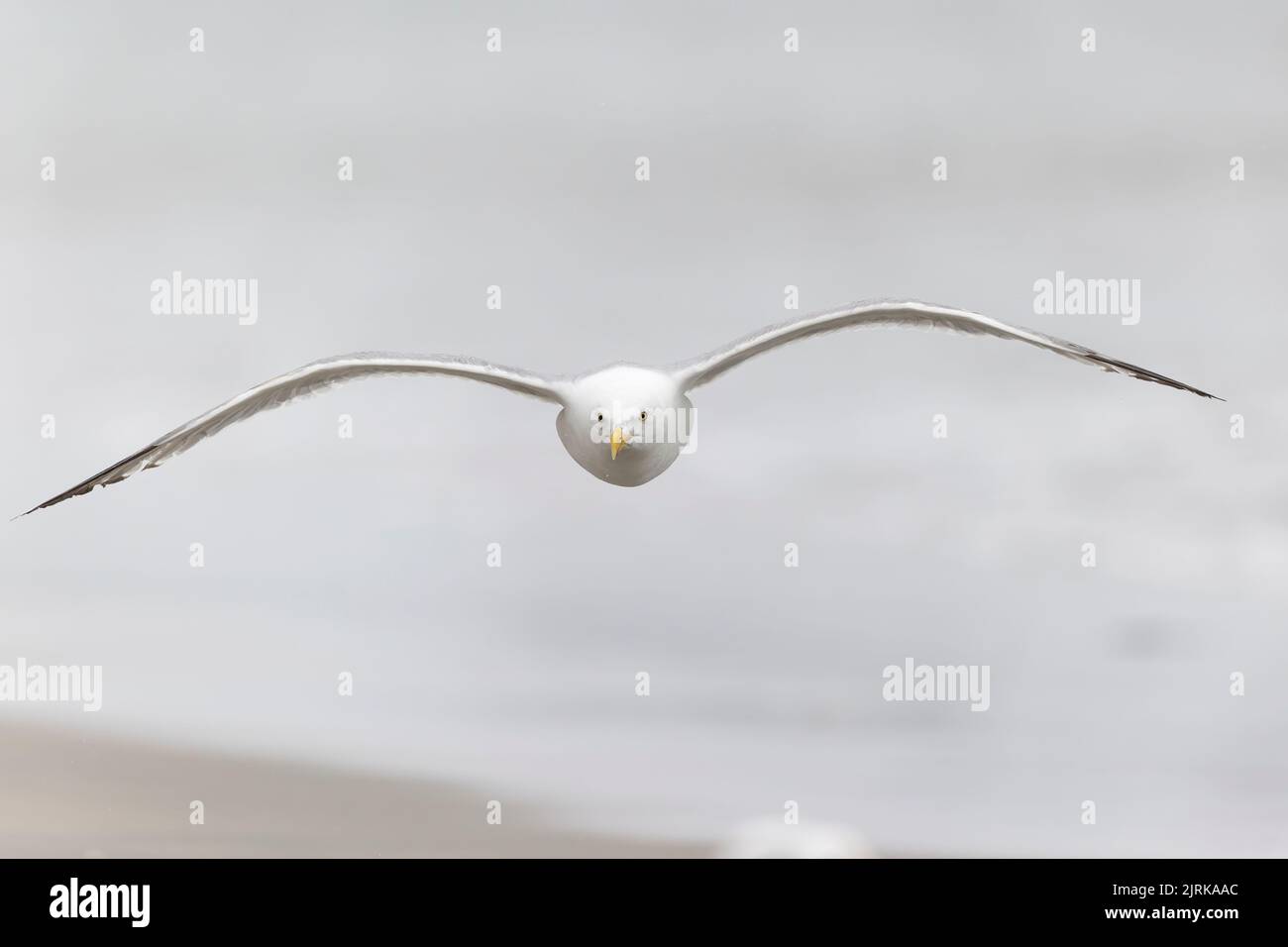 Un gabbiano americano di aringa (Larus smithsonianus) che sorvola la spiaggia di Revere. Foto Stock