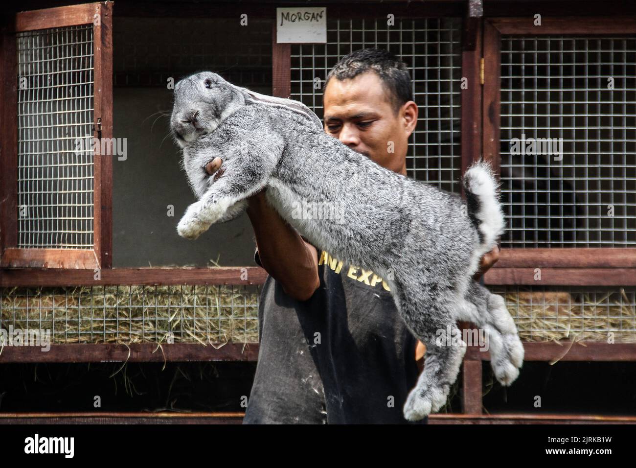 Lembang, Giava Occidentale, Indonesia. 25th ago, 2022. Gli allevatori mostrano il tipo di coniglio gigante continentale o tedesco presso la fattoria Arya Aditya Rabbitry a Lembang. Conigli tedeschi giganti in Arya Aditya Rabbitry fattoria sono venduti per $$270 a $$1300 per coniglio e sono stati esportati in un certo numero di città importanti in Indonesia e all'estero come Malesia, Brunei Darussalam, Singapore, Thailandia, Vietnam, Filippine, Giappone e in Europa Polonia, Francia, Belgio e Germania. (Credit Image: © Algi Libri Sugita/ZUMA Press Wire) Foto Stock