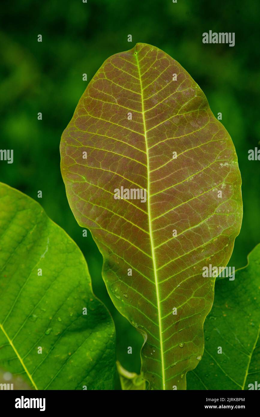 magnolia delbata foglia grande albero sempreverde foresta nuvolosa magnolia eleoxochitl macrophylla eautiful albero tropicale cresce natura sfondo selvaggio Foto Stock