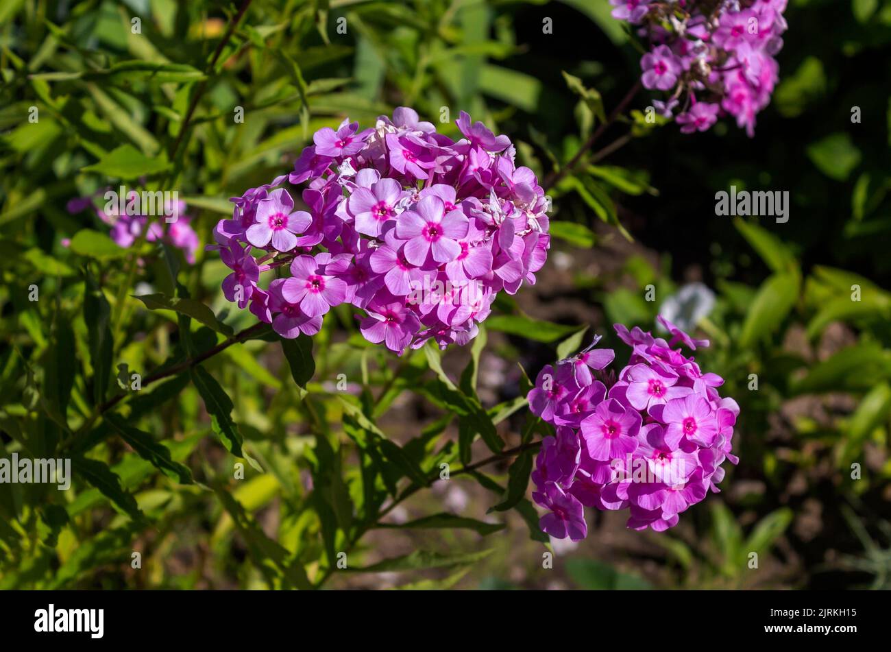 Flox estivo rosa, flox panicled. Fiori in giardino. Idea per biglietti, congratulazioni, inviti, poster e decorazioni di compleanno Foto Stock