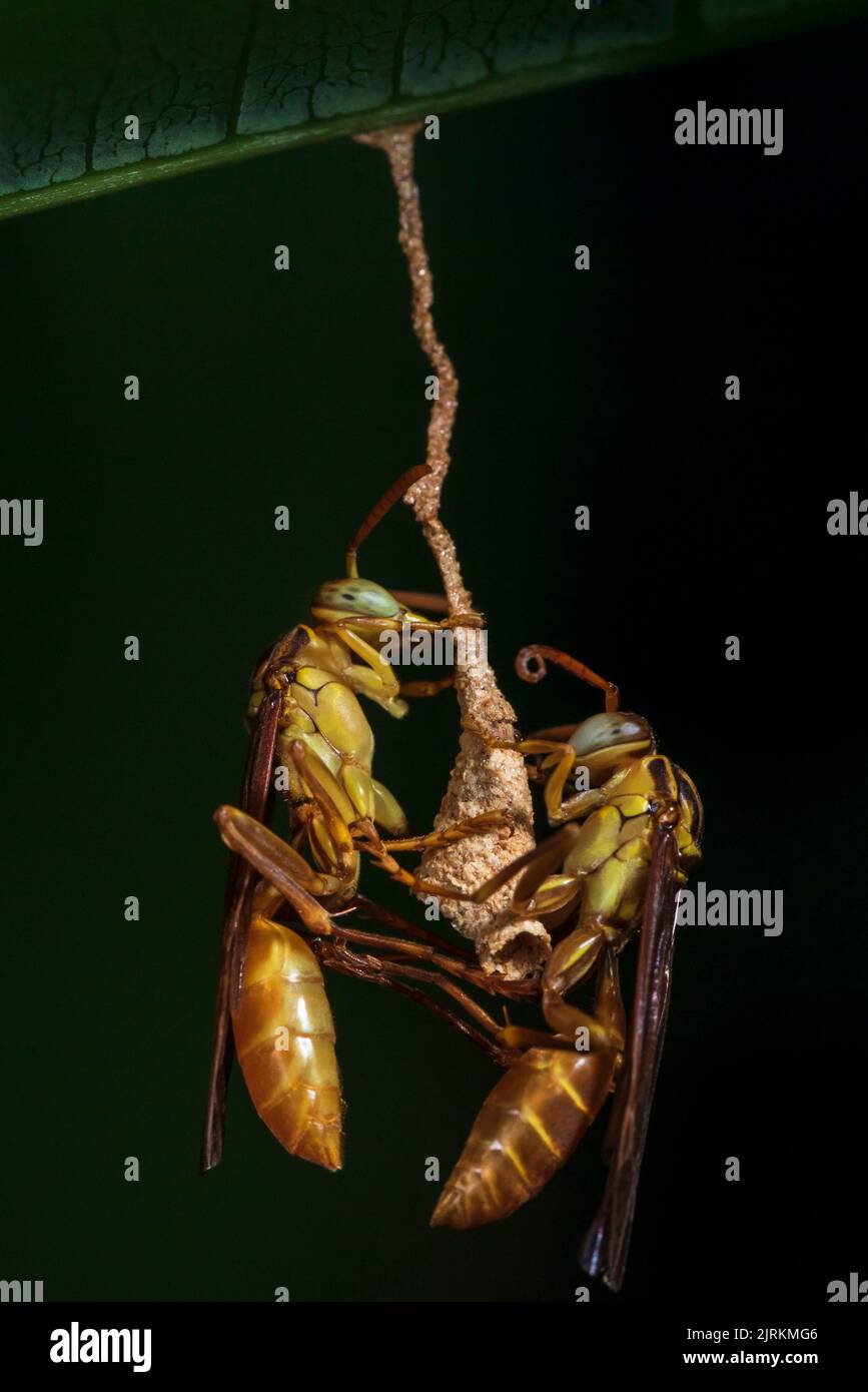 Specie sconosciuta di vespe in Ecuador Foto Stock