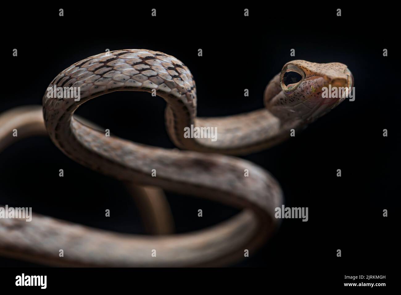 Ahaetulla fasciolata: Serpente di cimasa dall'Ecuador Foto Stock