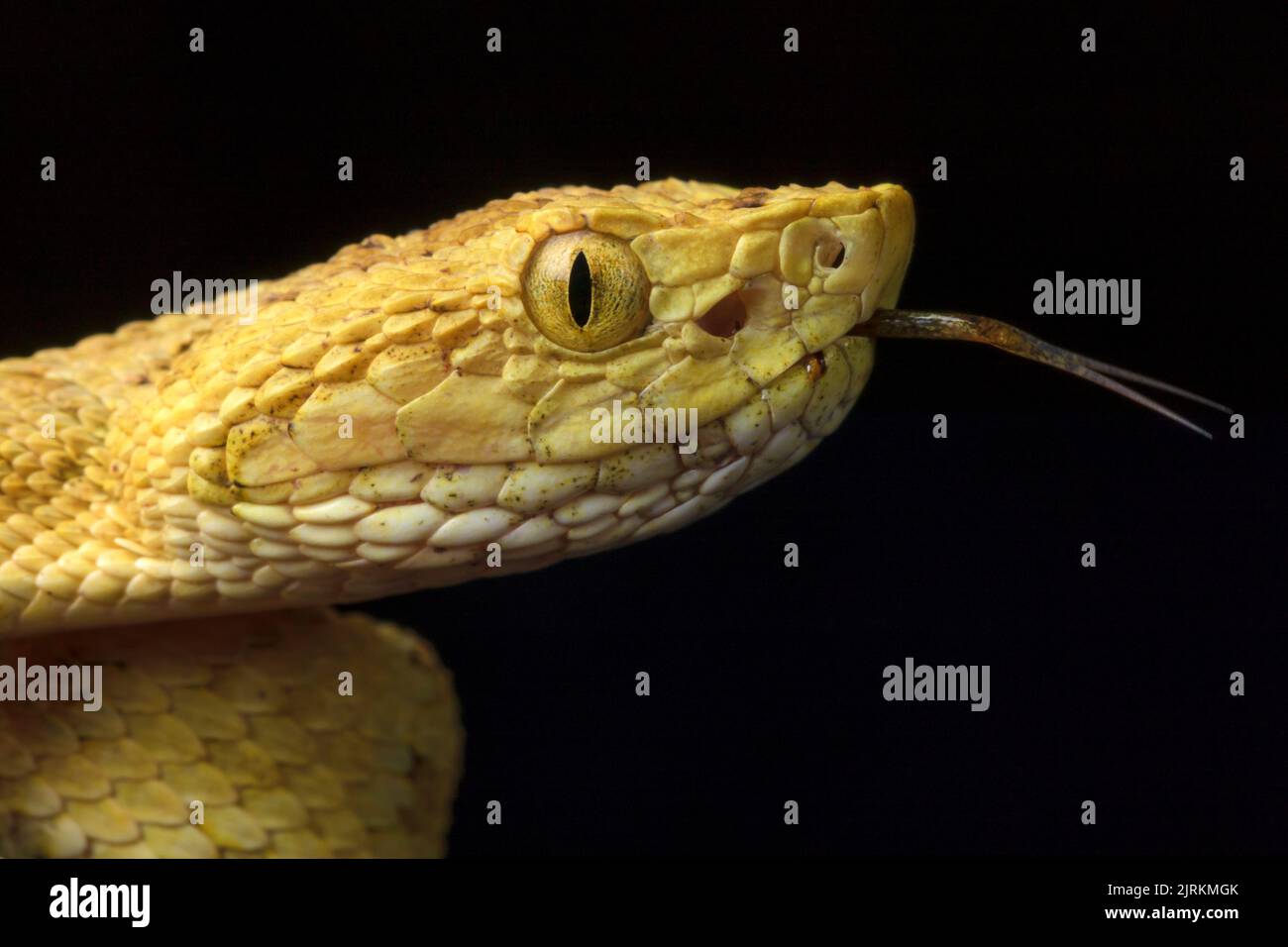 Bothrops osbornei: Serpente dall'Ecuador Foto Stock