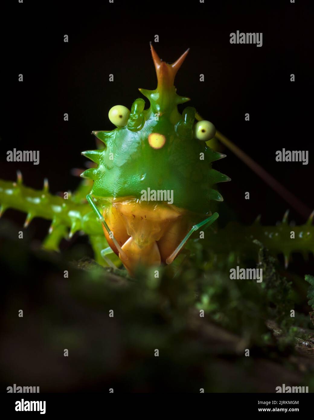 Panacanthus cuspidatus: Ritratto di insetto dall'Ecuador su sfondo scuro Foto Stock