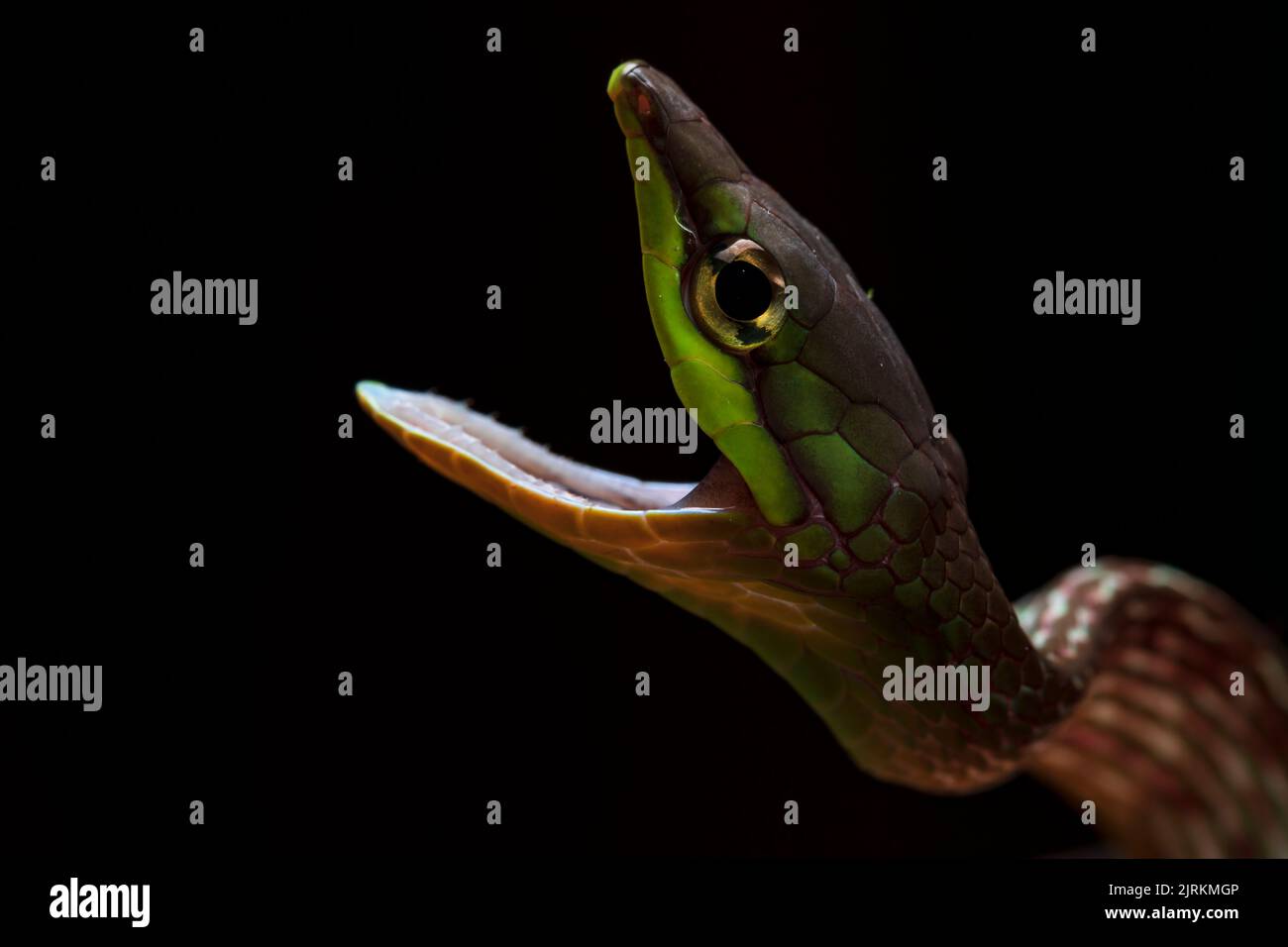 Affrontare il serpente dall'Ecuador con la bocca aperta su sfondo scuro. Oxybelis brefrostris Foto Stock