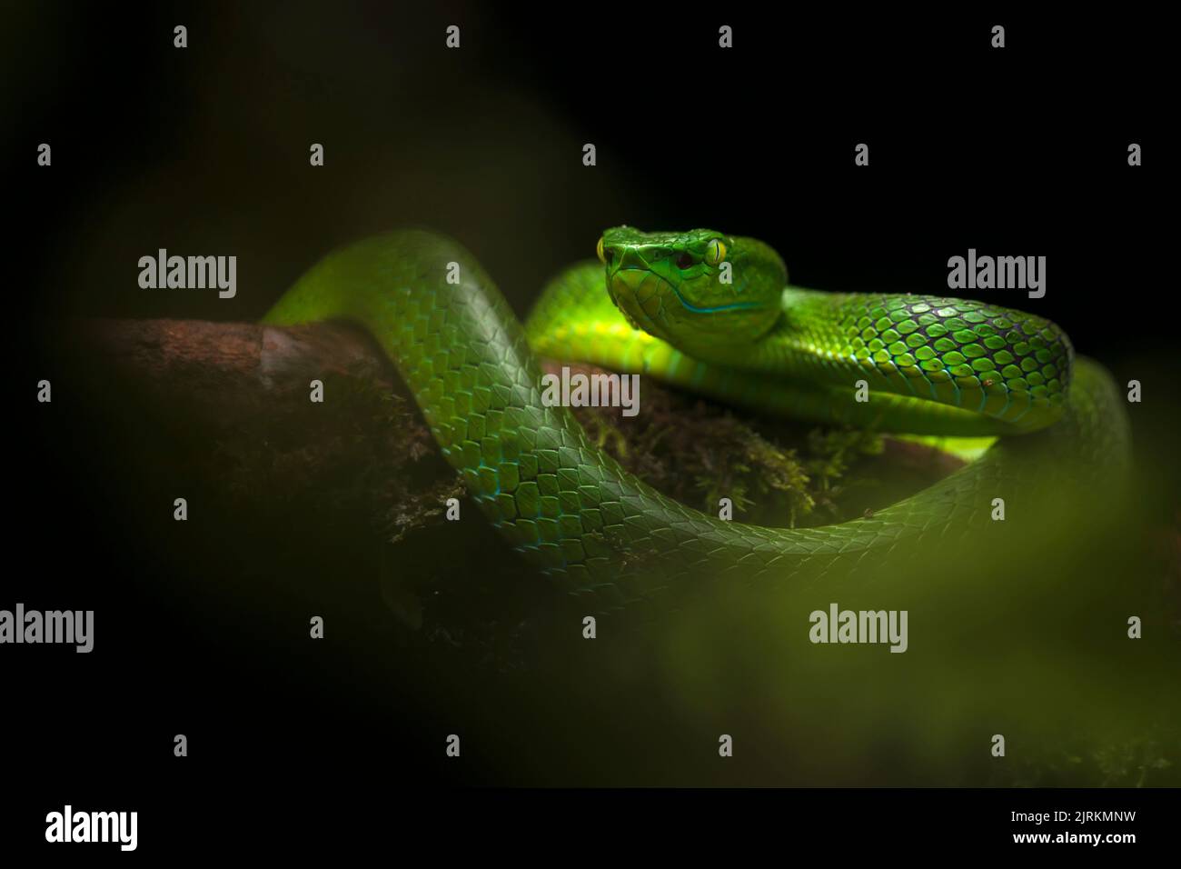 Popeia nebularis: Serpente velenoso Viper dal Borneo, Malesia Foto Stock