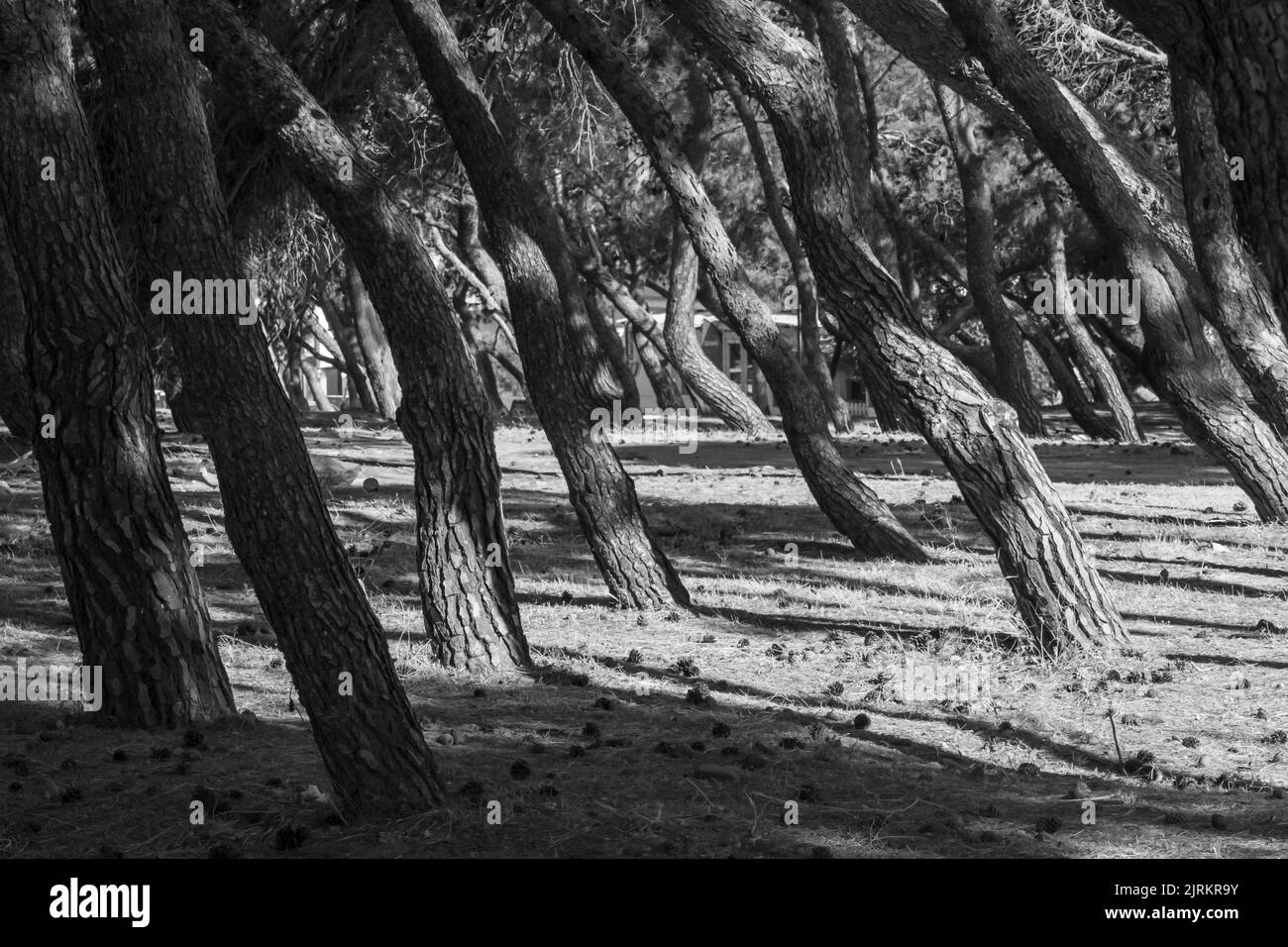 Immagini in bianco e nero dell'isola greca di Paros Foto Stock