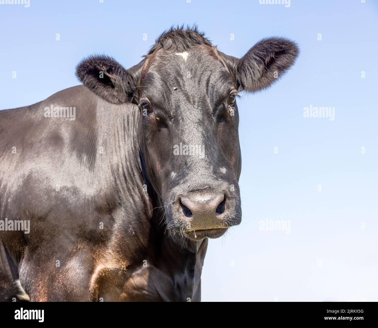 Mucca nera, testa lunga ritratto, scatto medio, volto lungo e uno sfondo blu Foto Stock