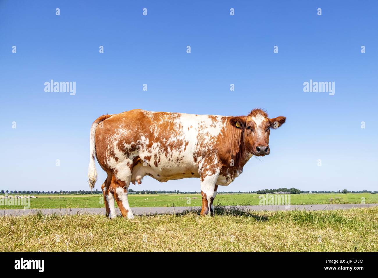 Grande bovino di mucca e latticini, in piedi in un campo, sullo sfondo un cielo blu, orizzonte sulla terra, vista laterale completa Foto Stock