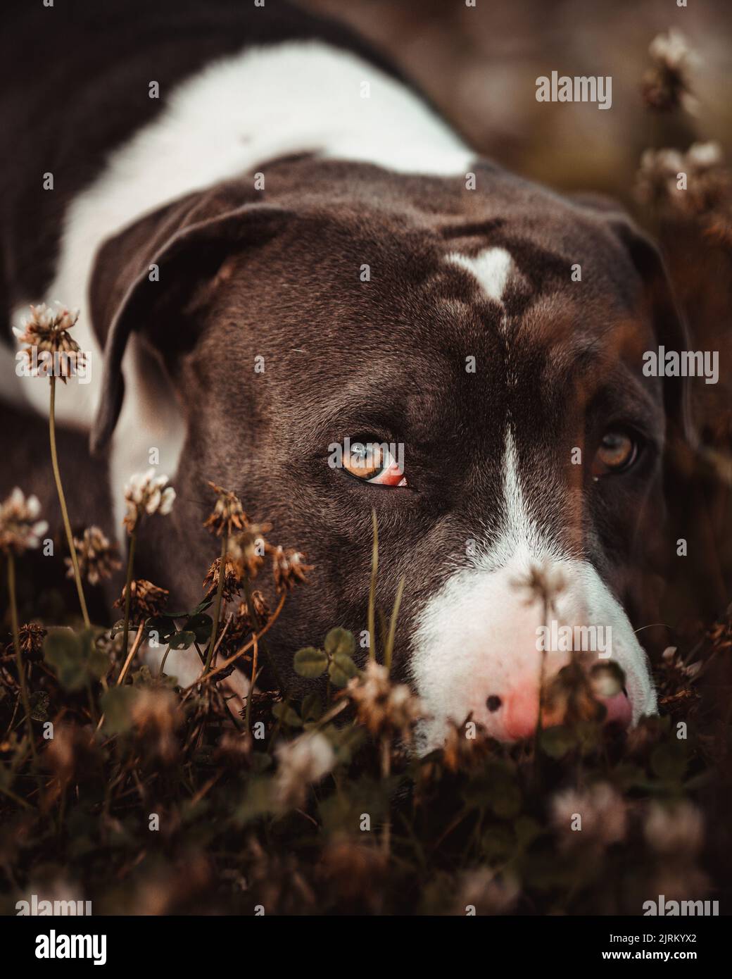 Un ritratto verticale di un triste Pitbull giacente in erba verde e fiori di trifoglio, guardando in alto Foto Stock