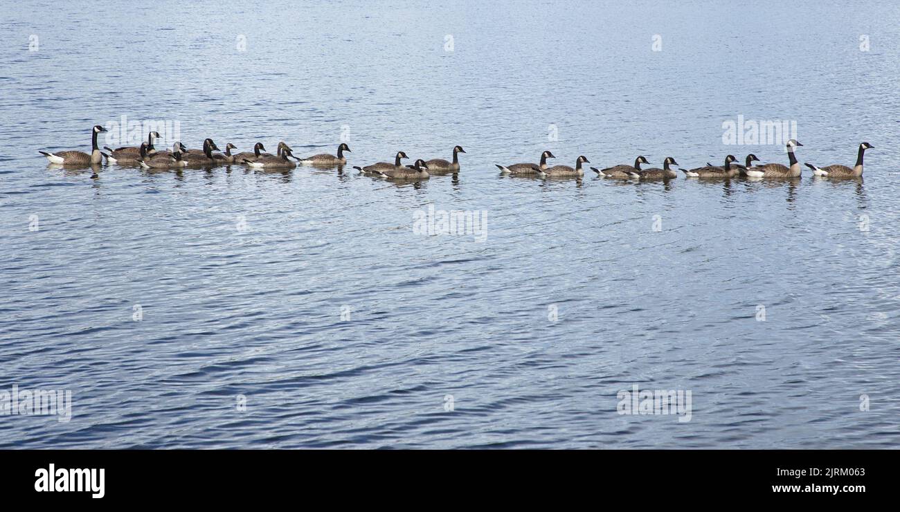 Oche del Canada sul lago di Ten Mile nella Columbia Britannica, Canada, Nord America Foto Stock