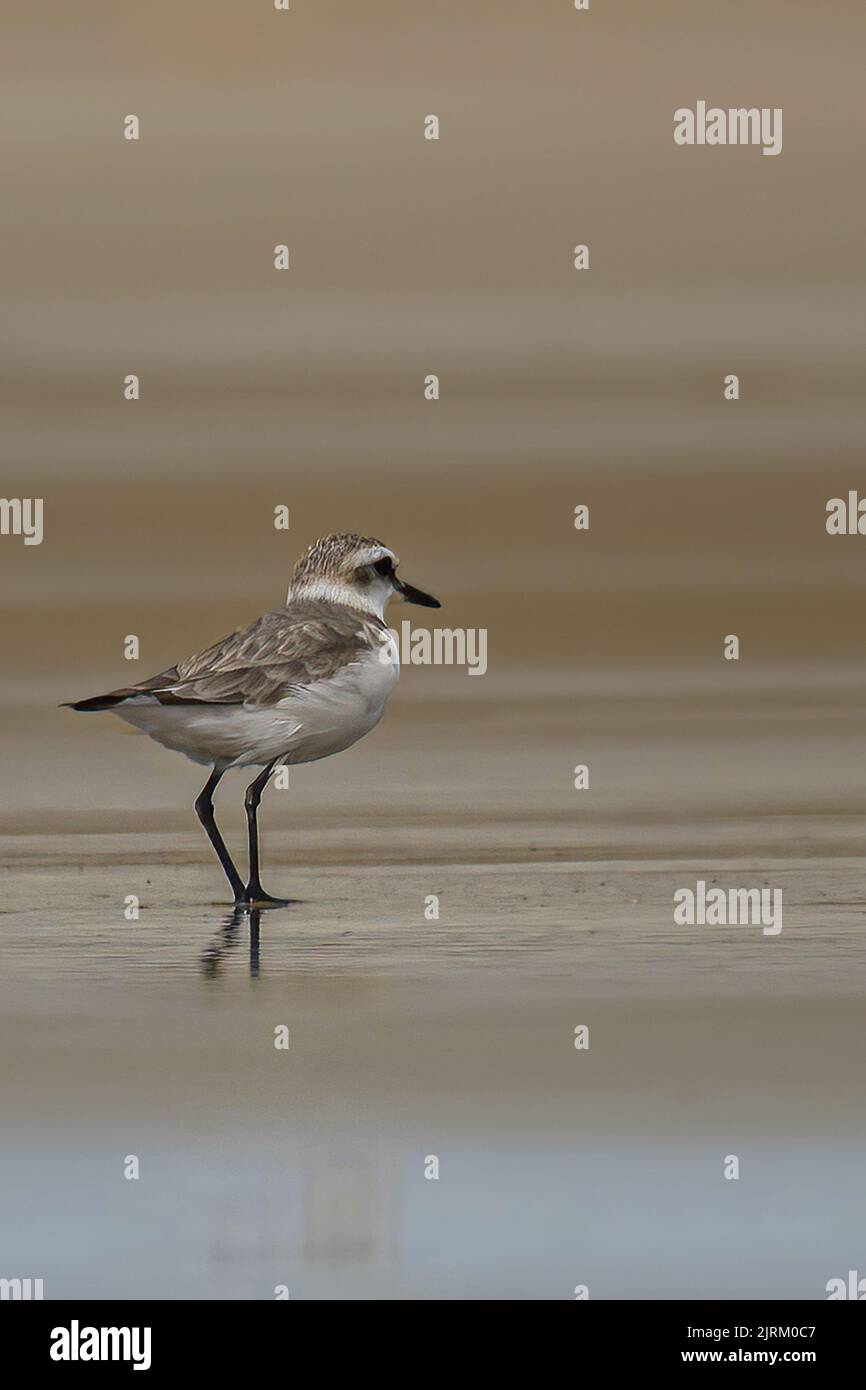 Gravelot et Bécasseaux sanderling sur la plage de Onival Foto Stock