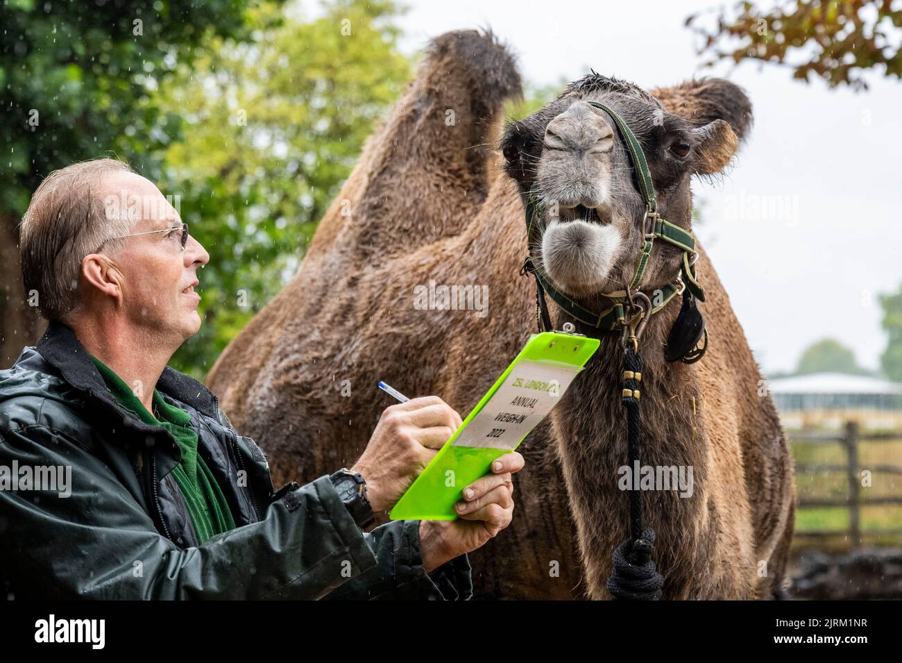 Londra, Regno Unito. 25 agosto 2022. Il custode Mick Tiley con 728kg cammello bactriano Noemie al 2022° pesata annuale dello ZSL London Zoo. Il peso annuale è un'opportunità per i detentori di raccogliere dati da aggiungere al sistema di gestione delle informazioni zoologiche (ZIMS), un database condiviso con i giardini zoologici di tutto il mondo che aiuta i detentori di zoologia a confrontare importanti informazioni su migliaia di specie minacciate. Credit: Stephen Chung / Alamy Live News Foto Stock