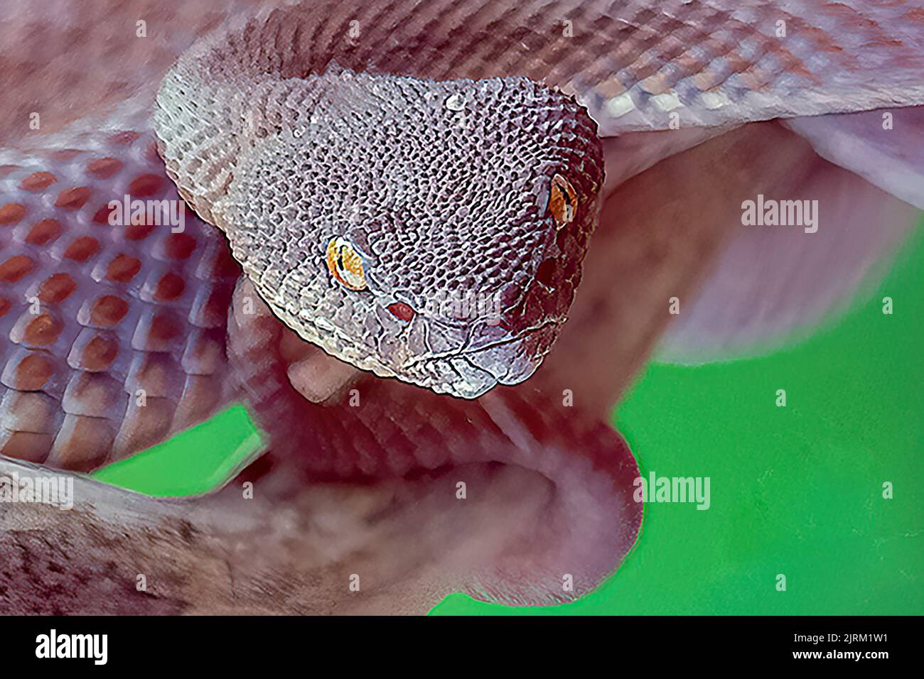 La vipera di buca di Mangrove è di colore marrone. East Java, Bali: QUESTA vipera raramente vista pit cambia solo a questo colore quando gli ormoni della gravidanza girano le madri Foto Stock