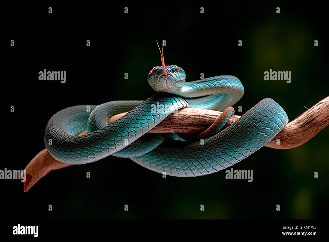 La splendida vista blu del pozzo. Java orientale, Bali: QUESTA vipera di buca vista raramente cambia soltanto a questo colore quando gli ormoni di gravidanza girano mamme-to-be questo? Foto Stock