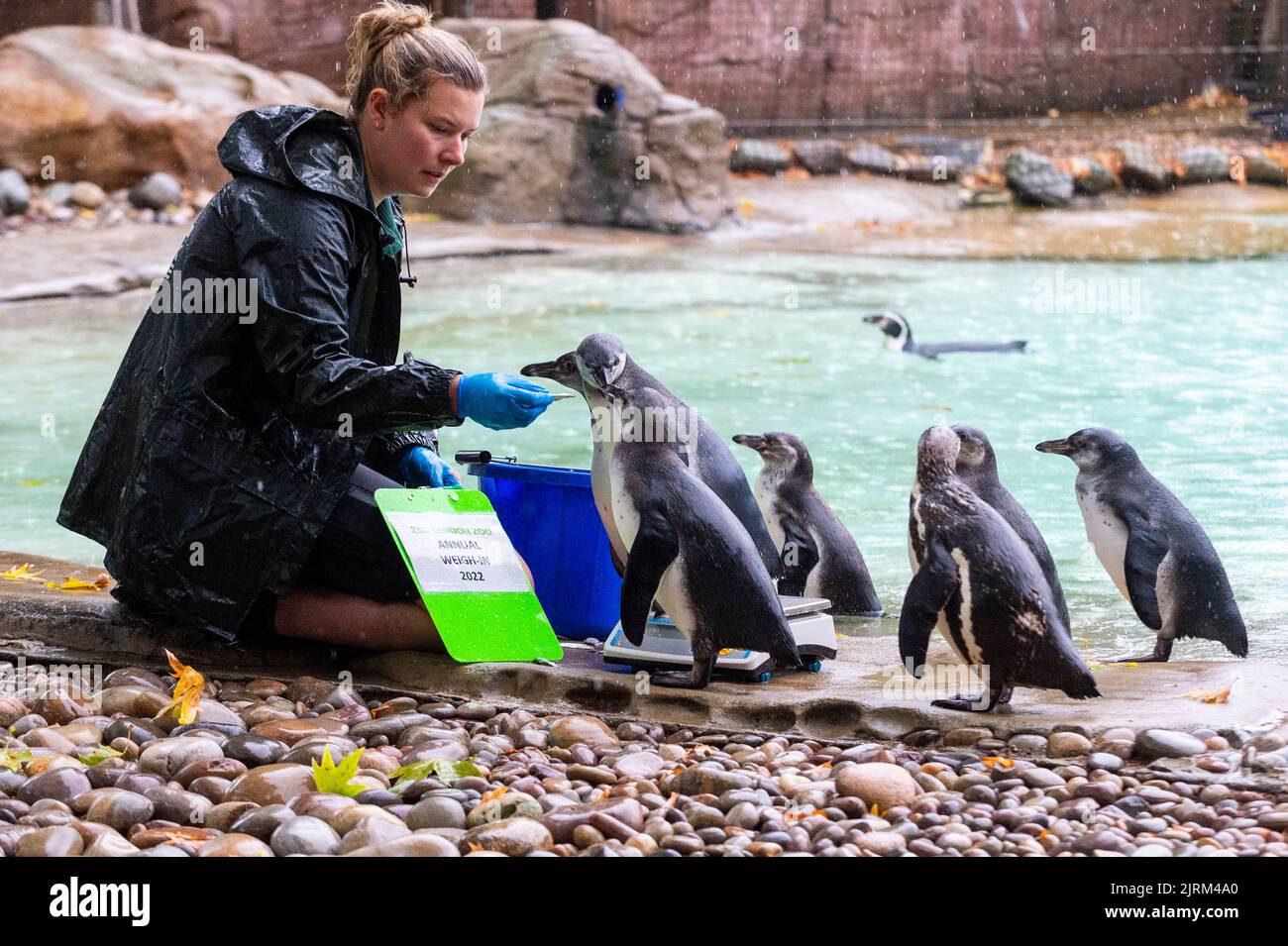 Londra, Regno Unito. 25 agosto 2022. Il custode Jess Jones con i pinguini Humboldt al 2022° pesata annuale dello ZSL London Zoo. Il peso annuale è un'opportunità per i detentori di raccogliere dati da aggiungere al sistema di gestione delle informazioni zoologiche (ZIMS), un database condiviso con i giardini zoologici di tutto il mondo che aiuta i detentori di zoologia a confrontare importanti informazioni su migliaia di specie minacciate. Credit: Stephen Chung / Alamy Live News Foto Stock