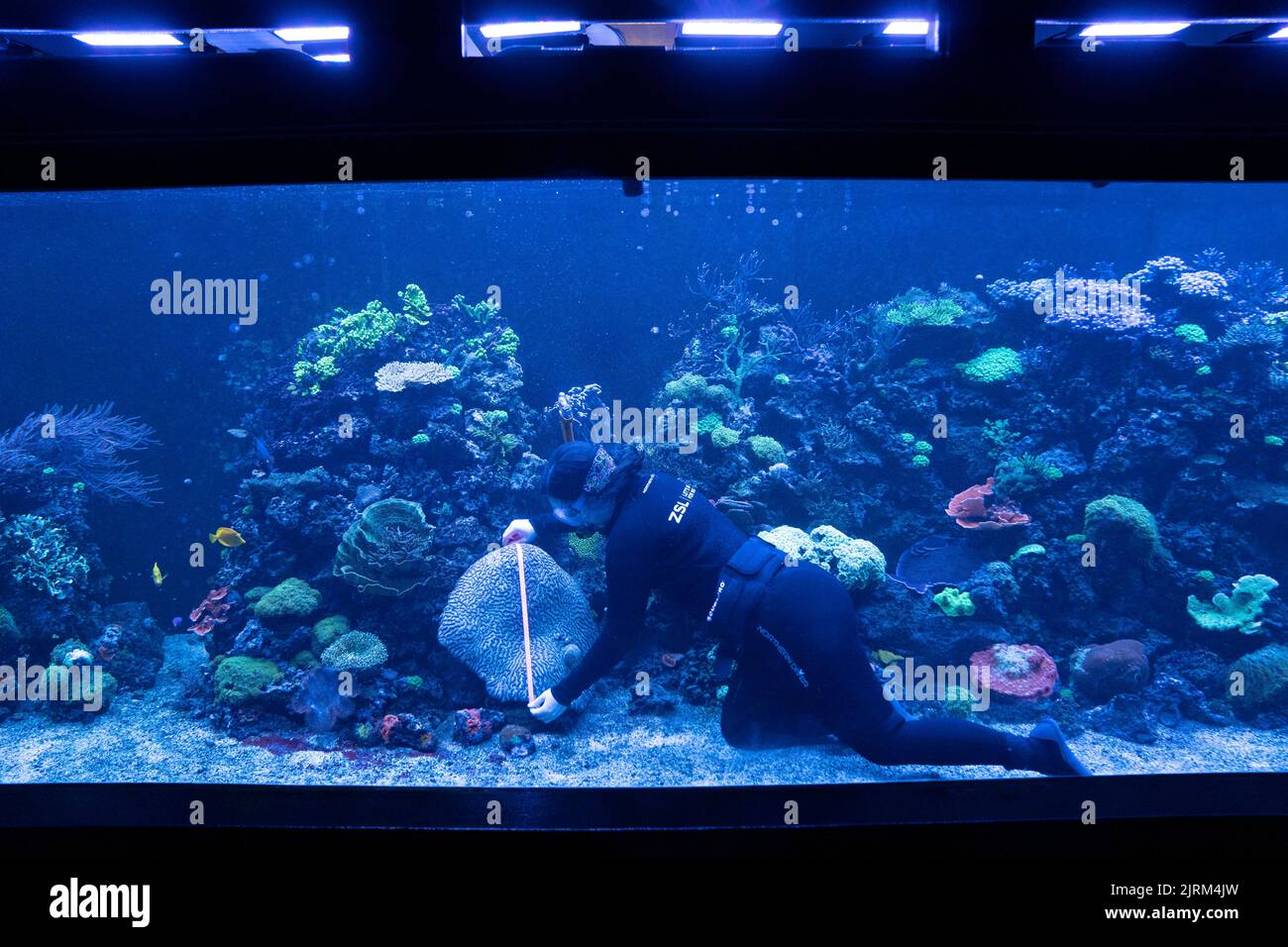 Le misurazioni del corallo cerebrale vengono effettuate durante il pesata annuale allo ZSL London Zoo, Londra. Data immagine: Giovedì 25 agosto 2022. Foto Stock