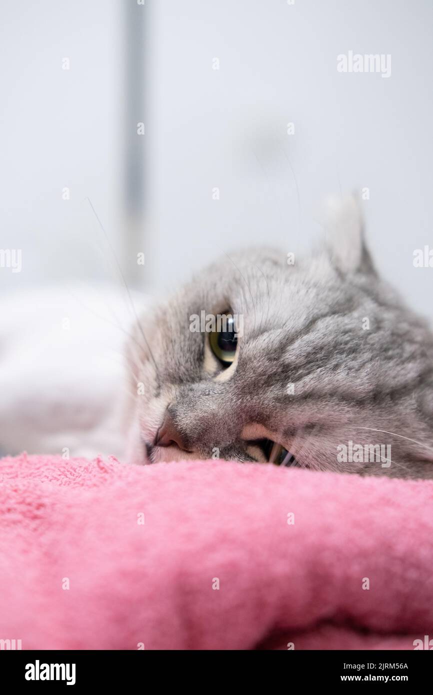 Un primo piano verticale di poveri che si aggrappano su coperta rosa in una clinica Foto Stock