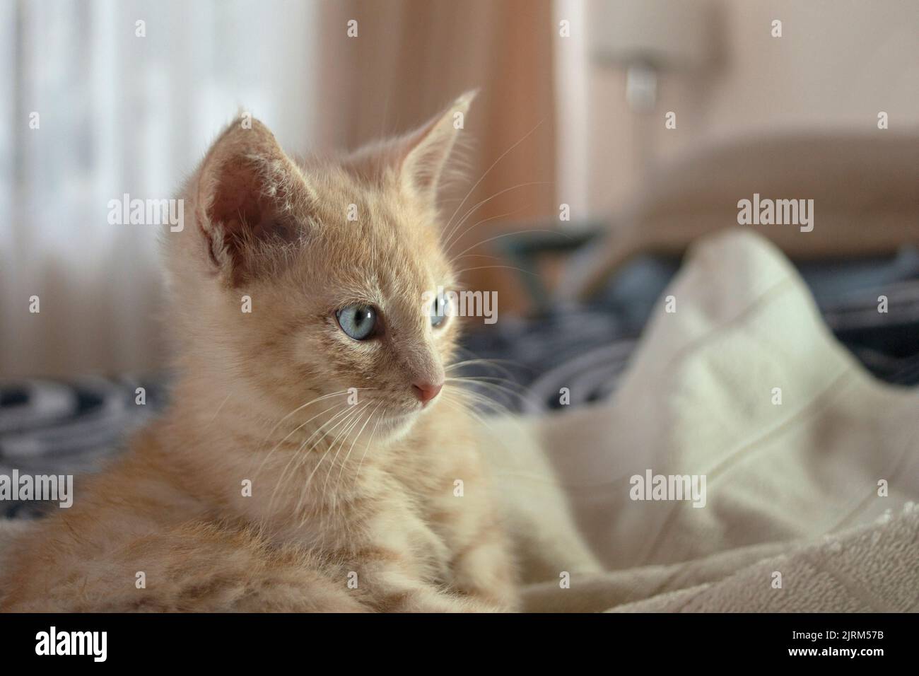 Approccio alla bella cucciolo marrone chiaro che riposa sul letto tra i fogli bianchi guardando a destra contro sfondo non focalizzato Foto Stock