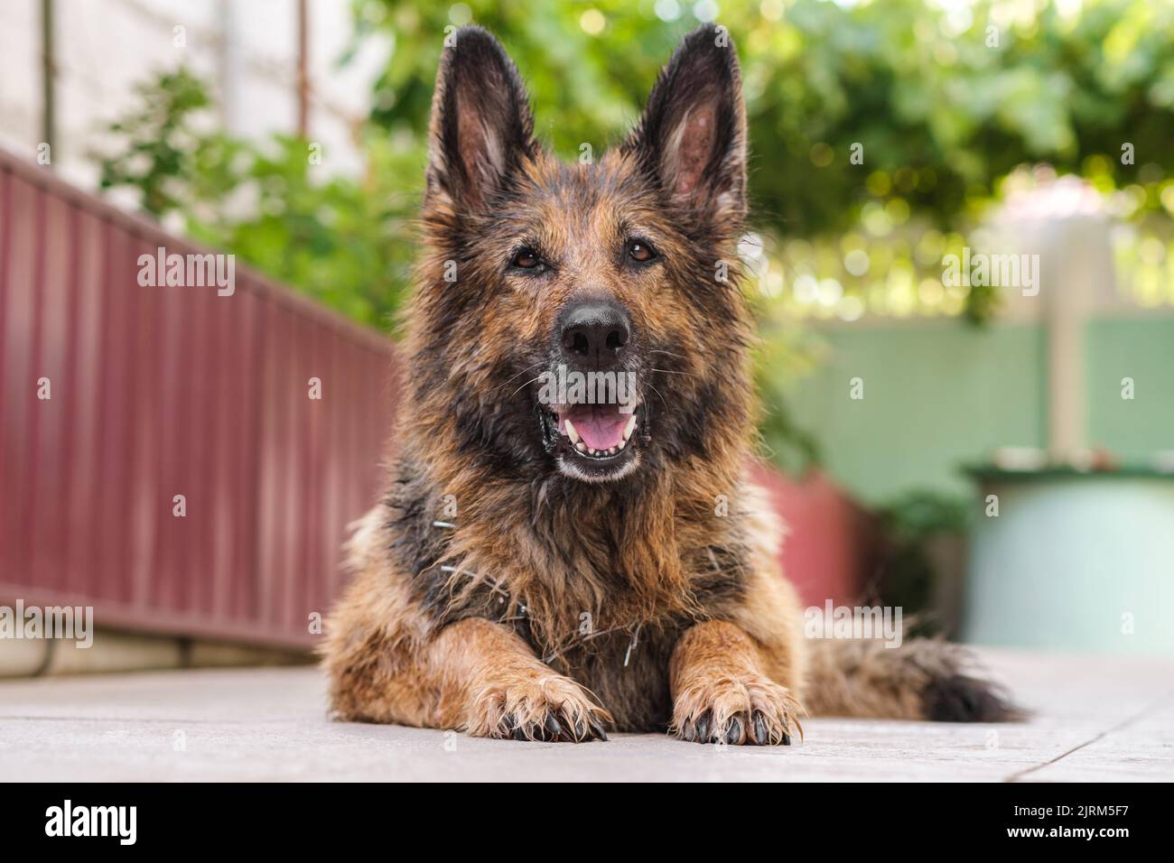 Wet German Shepherd cane steso sul marciapiede, primo piano. Foto Stock