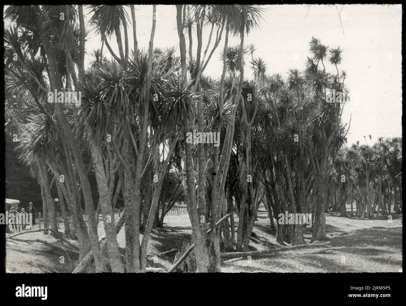 Densa crescita di alberi di cavolo sulla bassa terrazza del fiume Tokomaru, tra il ponte della strada principale e la cittadina di Tokomaru, 30 settembre 1927, Isola del Nord, di Leslie Adkin. Regalo della famiglia Adkin, 1997. Foto Stock