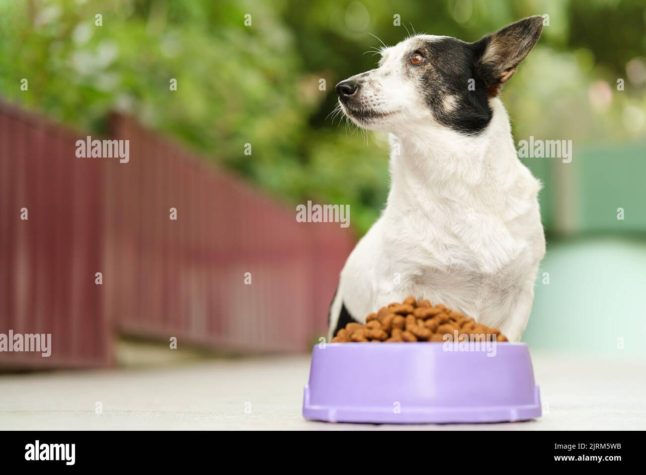 Cute cane bianco e nero seduto, guardando al lato, ciotola con cibo per cani kibble davanti a lei. Primo piano, copiare lo spazio a sinistra, posizionare per il logo o. Foto Stock