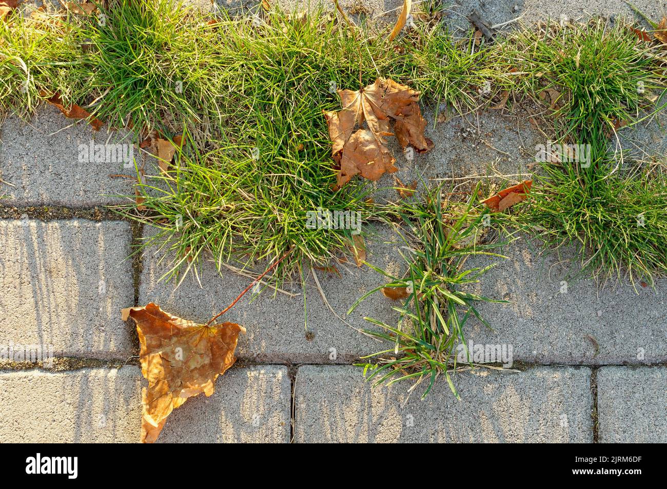 struttura del pavimento in cemento cubico con grumi di erba verde e foglie secche, sfondo per i tuoi progetti vista dall'alto Foto Stock
