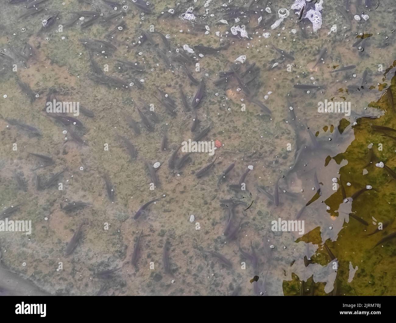 Molti pesci nuotano di fronte all'acqua in acqua di approvvigionamento acqua di irrigazione canale del giglio Foto Stock
