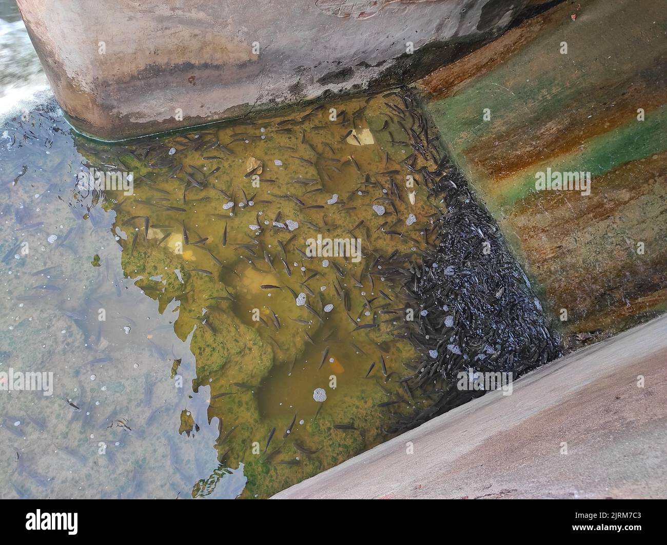 Molti pesci nuotano di fronte all'acqua in acqua di approvvigionamento acqua di irrigazione canale del giglio Foto Stock
