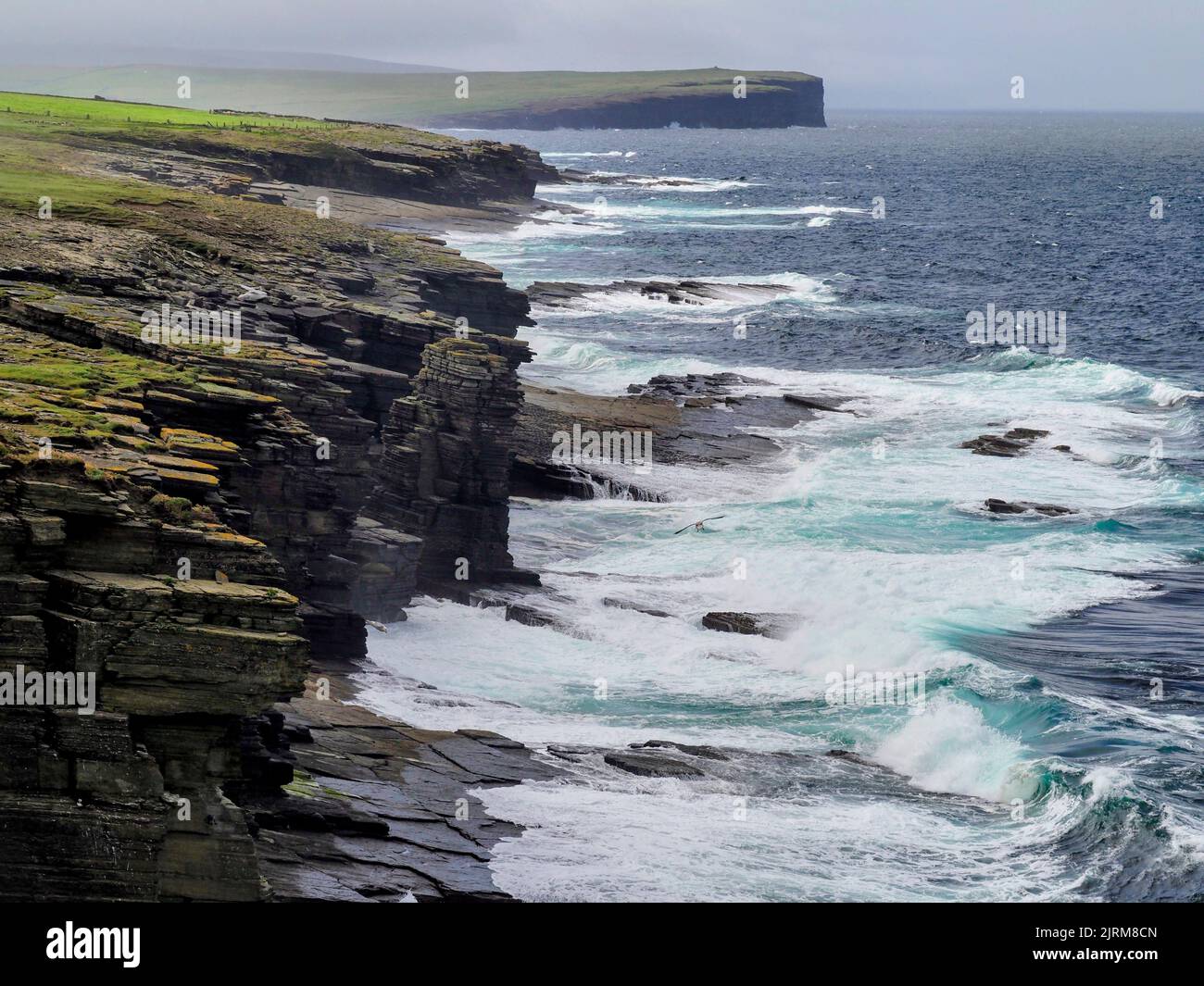 Marwick Head Cliffs, Mainland, Orkney, Scozia Foto Stock