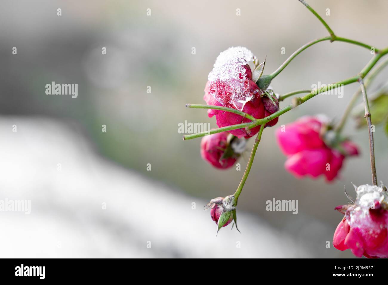 Piccolo bosco di rose rosa coperto di ghiaccio e neve selvaggia nel parco invernale o nella strada cittadina Foto Stock