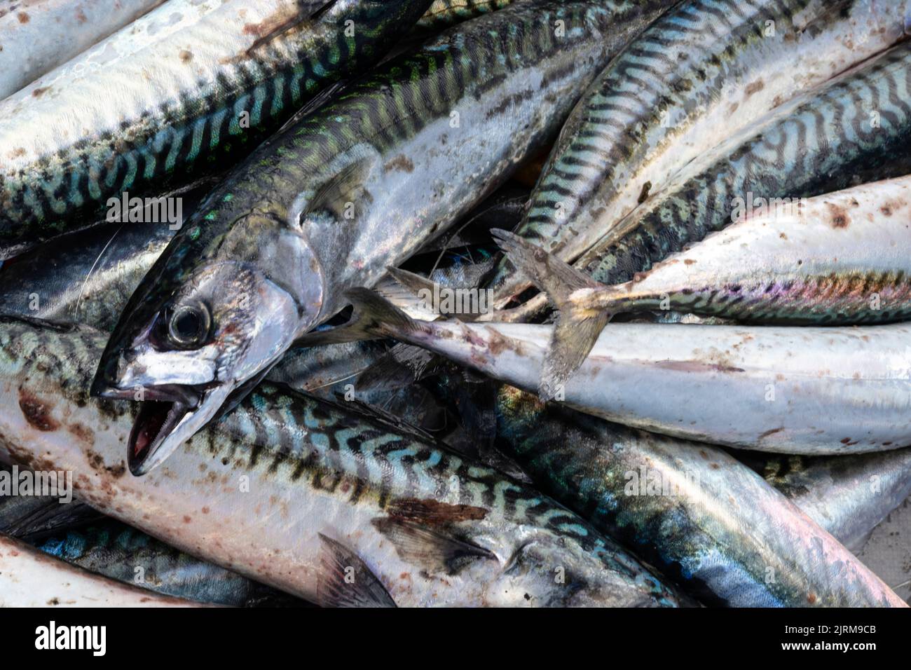 Il pescato del giorno, sgombro fresco in tutta la loro gloria irrigua. Foto Stock