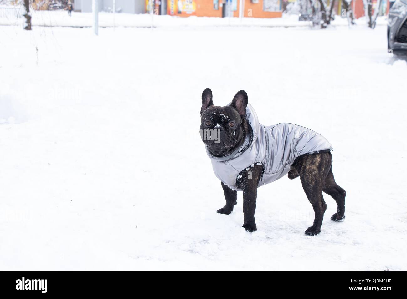 bulldog francese in inverno in giacca sulla neve per una passeggiata, cane in inverno nel parco Foto Stock
