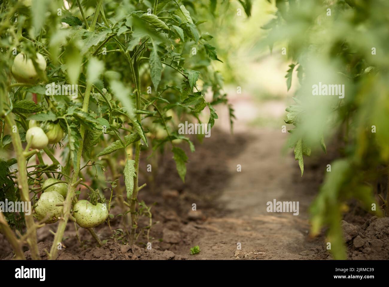 piante di vite di pomodoro che crescono in giardino Foto Stock