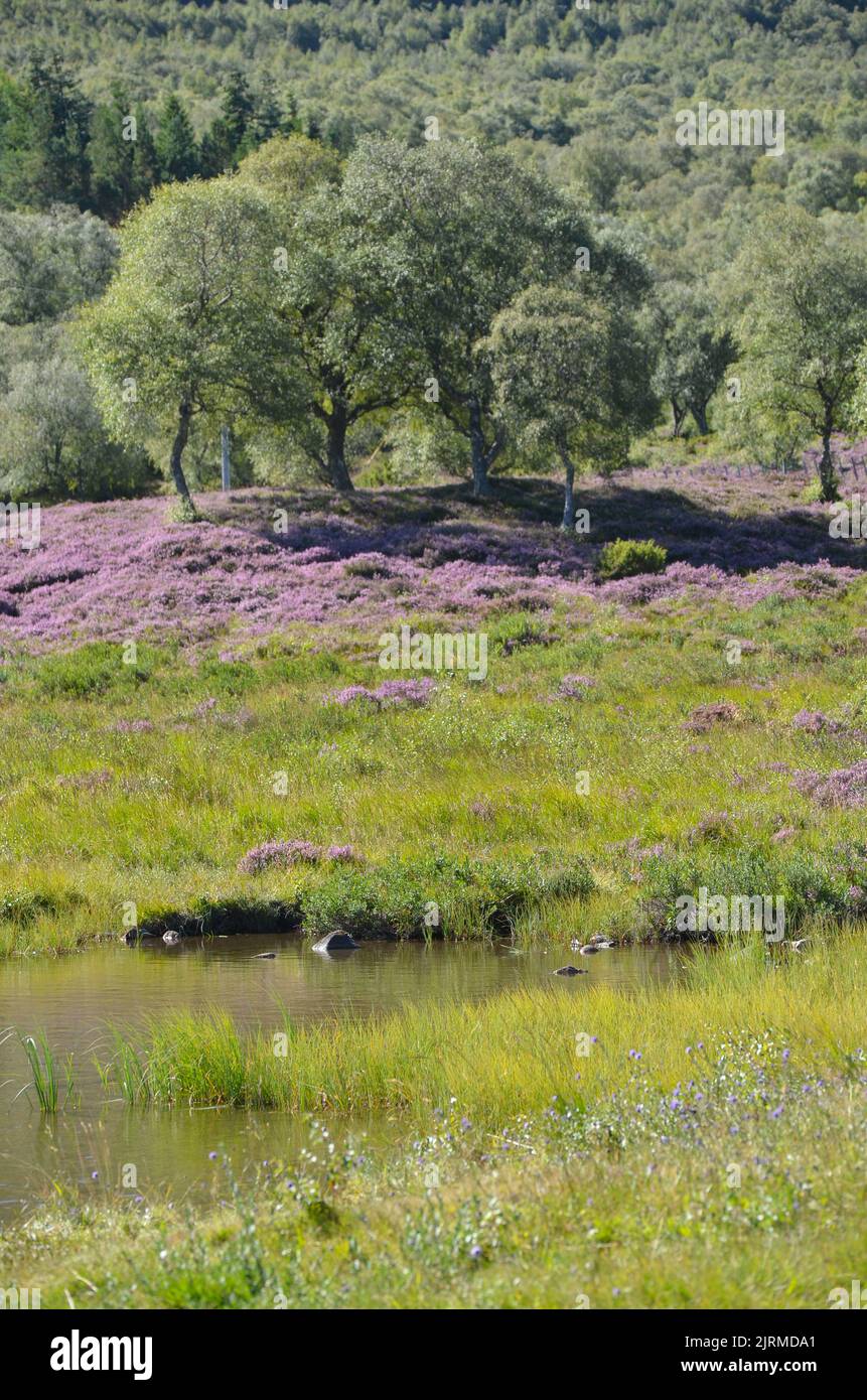 Morrone Birkwood vicino a Braemar, Cairngorms National Park, Scozia Foto Stock