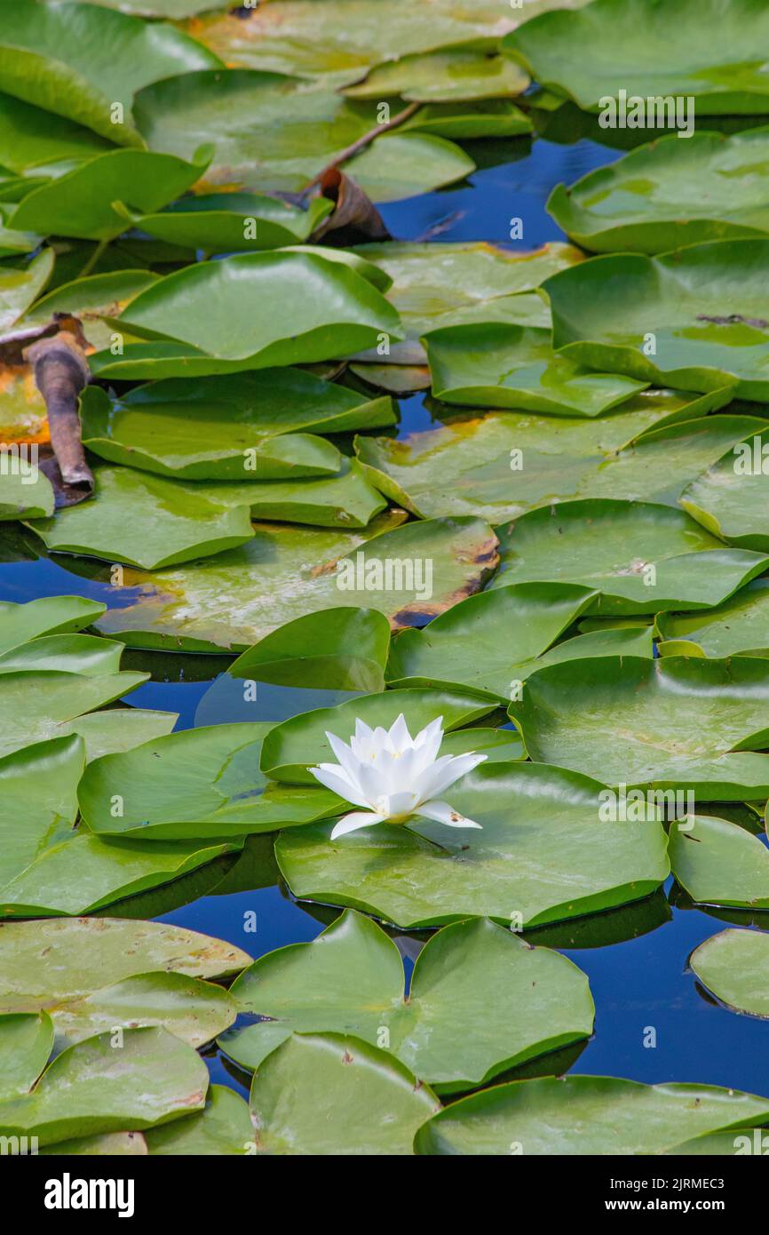 Lily o fiore di loto in stagno. Bel giglio d'acqua bianco o loto in verde natura di fronte allo sfondo. Nessuno, nessuna gente. Concetto di idea di modello. Foto Stock