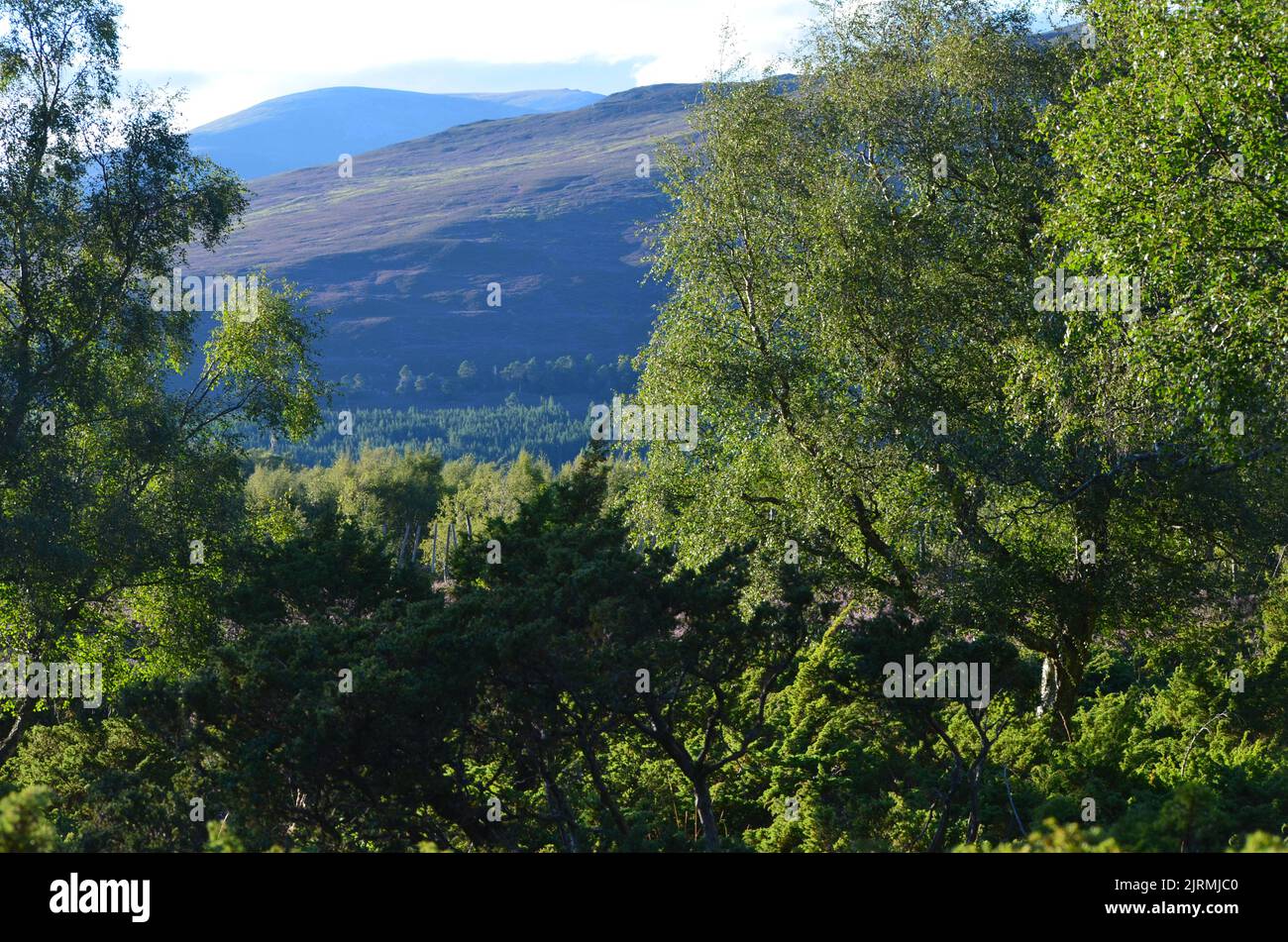 Morrone Birkwood vicino a Braemar, Cairngorms National Park, Scozia Foto Stock