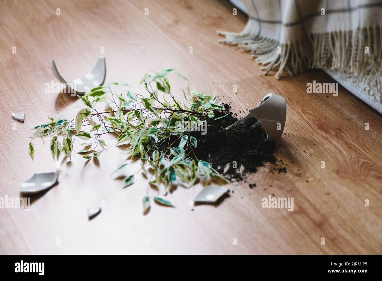 Vaso di fiori rotto, pianta di casa danneggiata e sporcizia sul pavimento laminato in camera da letto Foto Stock