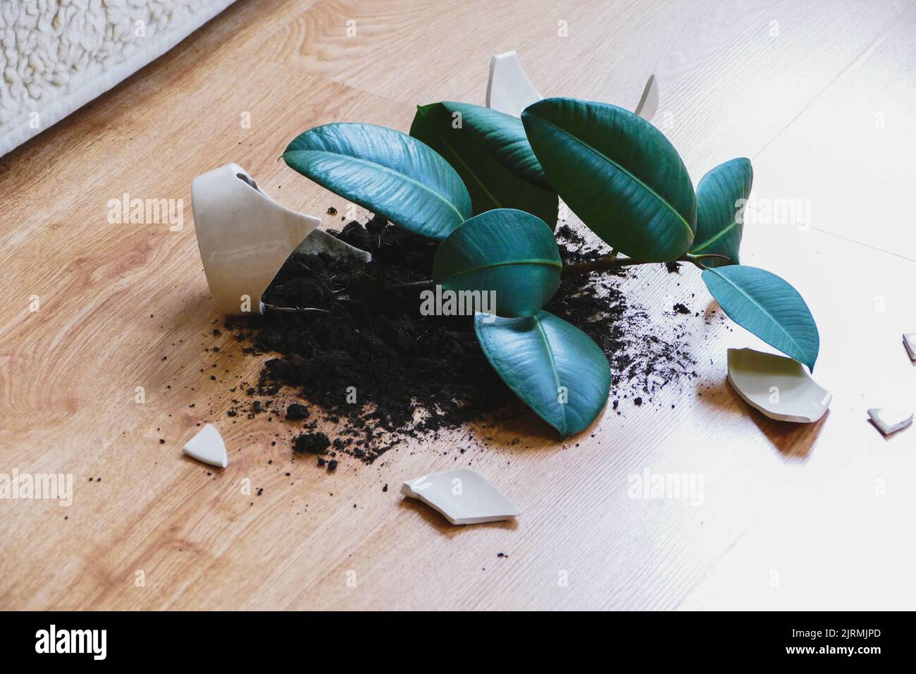 Vaso di fiori rotto con pianta di gomma sul pavimento in soggiorno Foto Stock