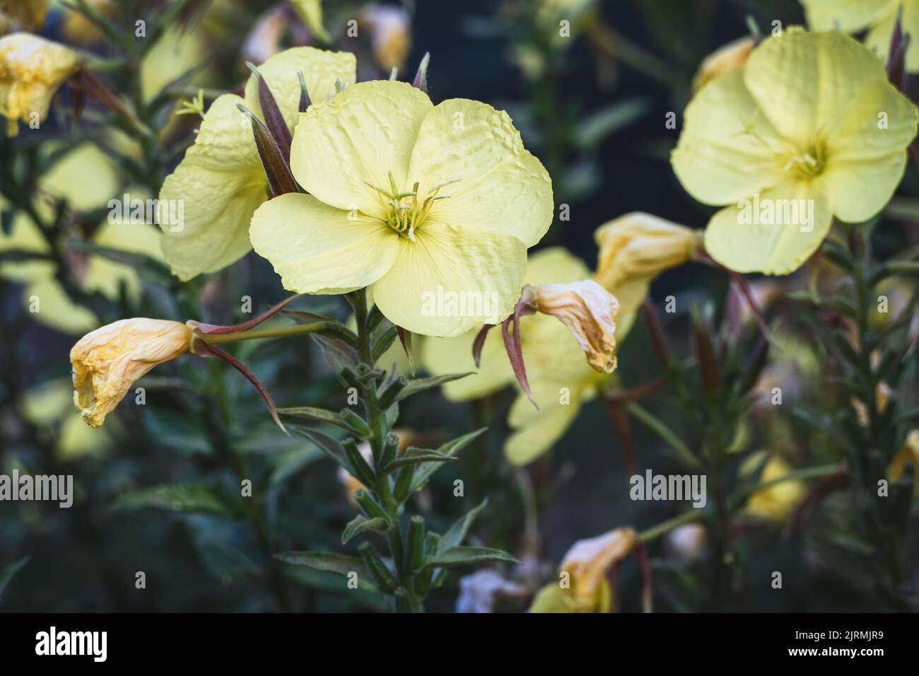 Enagra - Oenotera biennis fiori gialli nel giardino delle erbe Foto Stock