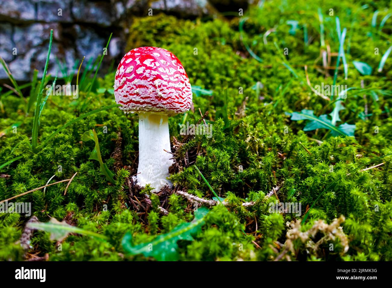 Rosso e bianco tossico, velenoso e pericoloso amanita muscaria volare funghi agarici sul terreno di una verde foresta autunnale tra muschio in una foresta verde Foto Stock
