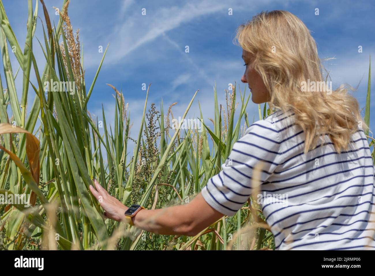 Una donna bionda alla ricerca di qualcosa nel campo del mais. Foto Stock