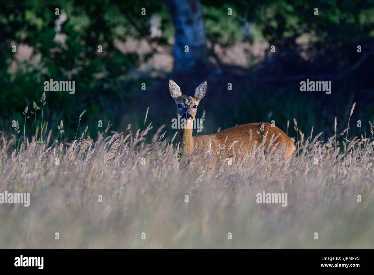 Capriolo femmina in piedi in un prato in erba alta e guardando, estate, renania settentrionale vestfalia, germania, (capreolus capreolus) Foto Stock