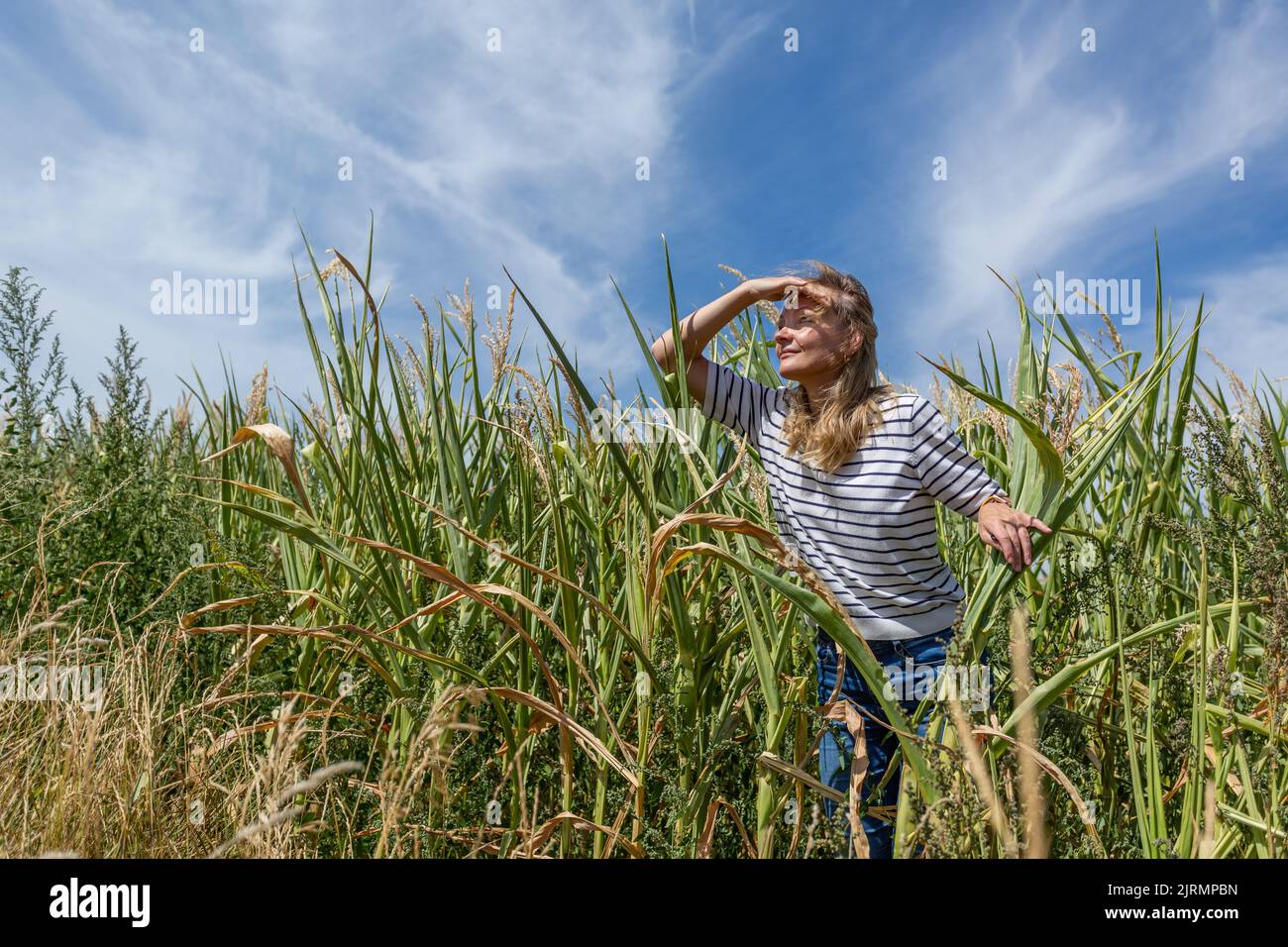 Una donna bionda che guarda fuori dal campo di mais. Foto Stock