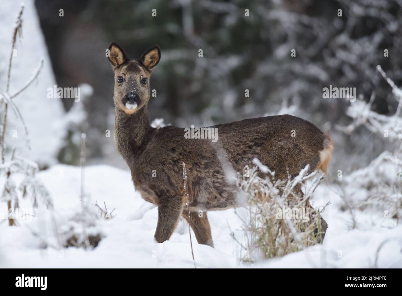 Capriolo femmina in piedi su prato boschivo in neve e guardare, inverno, bassa sassonia, germania, (capreolo capreolo) Foto Stock