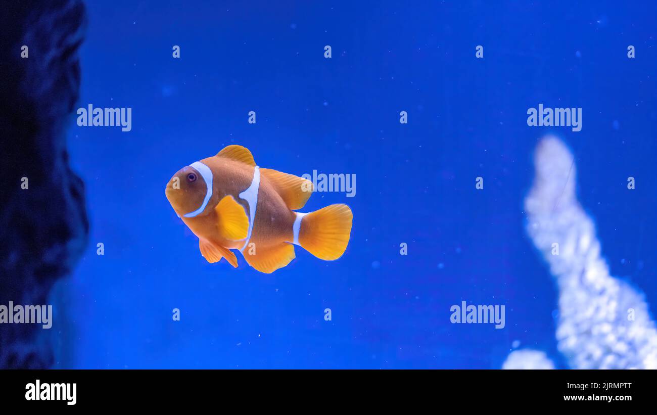 Pesci colorati della barriera corallina. Pesce pagliaccio di ocellaris, Anfibrione ocellaris, noto anche come pesce pagliaccio o pesce pagliaccio di falsa percula Foto Stock